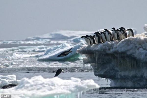 Penelitian yang dilakukan sekelompok ilmuwan terhadap ekosistem laut di Antartika (Kutub Selatan) menemukan, ada ancaman berbahaya yang datang dari `penumpang gelap` yang dibawa oleh kapal penangkap ikan dan parisiwata.