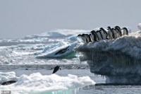 "Penumpang Gelap" Jadi Ancaman Ekosistem Antartika