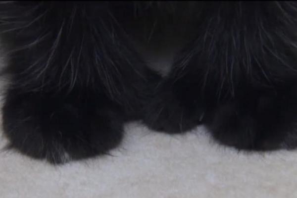 Sepasang Texas mengadopsi anak kucing liar yang ditemukan di luar gudang dan dengan cepat menemukan hal unik pada kucing itu yakni memiliki 24 jari kaki.
