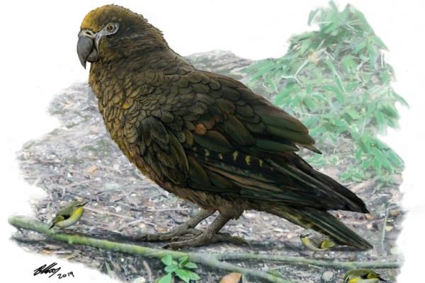 Sekelompok ilmuwan berhasil menemukan bukti kehidupan burung nuri raksasa, yang pernah menjelajahi Bumi 19 juta tahun yang lalu, di Selandia Baru.