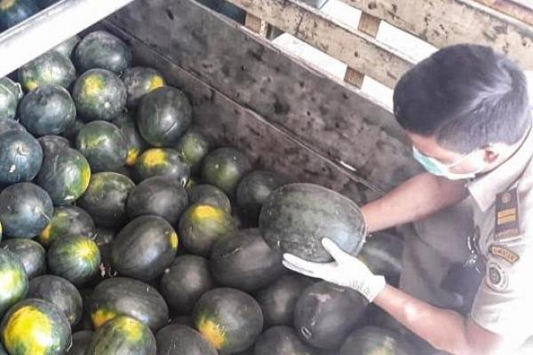Tercatat hingga pertengahan 2019 ini, terdapat 20,1 ton buah semangka segar asal Kabupaten Rote, Nusa Tenggara Timur menuju ke Timor Leste
