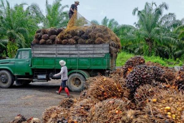Indonesia tak hanya dikenal sebagai produsen Crude Palm Oil (CPO)/minyak sawit mentah) dunia. Indonesia juga dikenal sebagai eksportir CPO terbesar dunia.