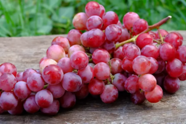 Tidak hanya memiliki rasa manis yang segar, buah anggur juga menyimpan banyak manfaat untuk kesehatan jika Anda mengonsumsinya secara tepat. 