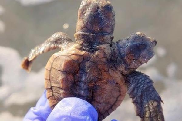 Para peneliti berbagi foto penemuan yang tidak biasa di pantai Carolina Selatan yakni kura-kura laut yang menetas dengan dua kepala.