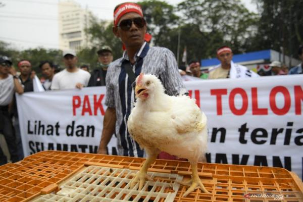 Dalam aksi ini, para peternak membawa kandang beserta ayamnya. Mereka juga membagikan ayam kepada aparat kepolisian yang berjaga-jaga menghalangi aksi di halaman Kementerian
