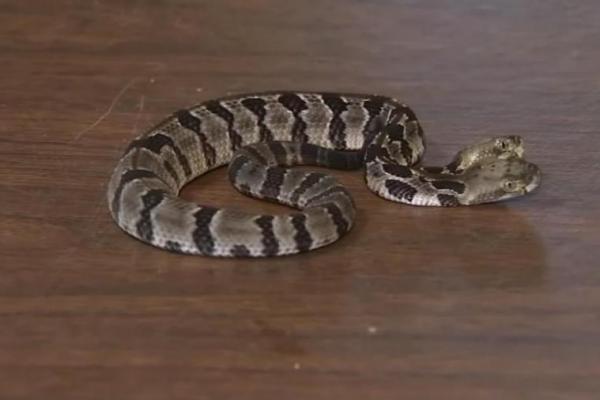Pakar ular di New Jersey mengatakan mereka merawat penemuan yang tidak biasa ular berbisa kayu muda dengan dua kepala.