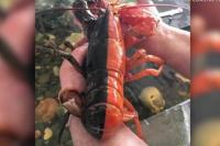 Nelayan Maine Tangkap Lobster Terlangka Dunia
