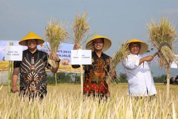 Komoditas beras berkelanjutan menjadi topik yang menarik untuk dijadikan platform pembangunan pertanian ke depan.