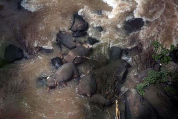 Polisi penjaga menemukan mayat lima gajah lagi yang tampaknya mati setelah mencoba menyelamatkan bayi gajah yang tergelincir di air terjun di Thailand