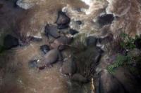 Demi Selamatkan Bayi, Enam Gajah Ini Terpaksa Meregang Nyawa
