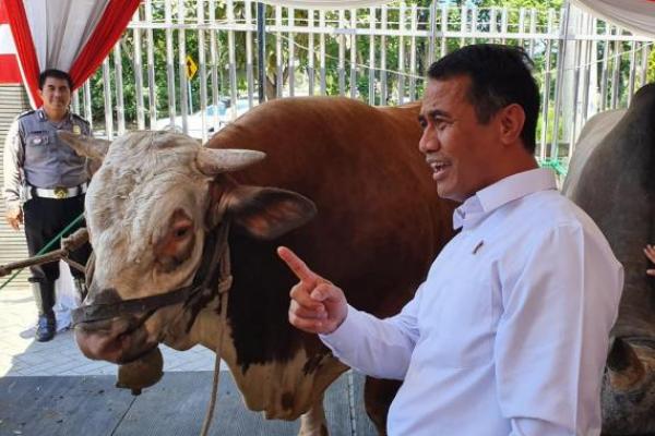 Sapi Indonesia mengalami peningkatan hampir 5 juta ekor sapi dalam periode tahun 2014 – 2019.