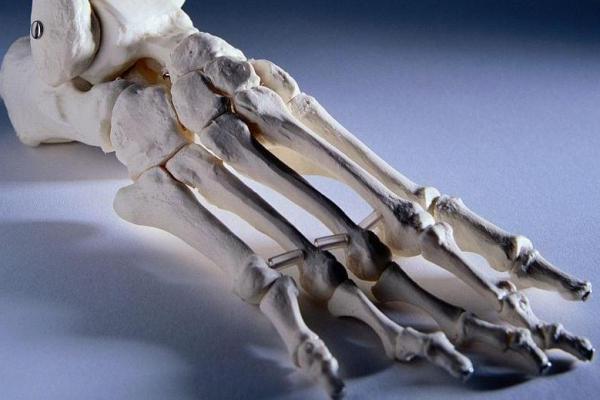 sebuah studi baru menunjukkan mereka memang memiliki kemampuan untuk mengembalikan tulang rawan di persendian mereka.