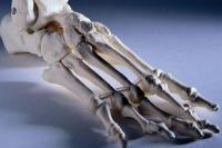 Peneliti Temukan Kemampuan Manusia Tumbuhkan Tulang Rawan