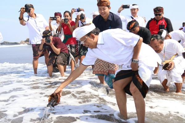 Sebagai memperingati Hari Raya Tumpek Kandang pada Sabtu (12/10), Gubernur Bali Wayan Koster melaksanakan pelepasan Tukik (Anak Penyu) di Pantai Desa Yeh Gangga, Tabanan.