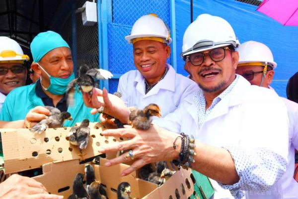 Kementerian Pertanian dorong ada industri pembibitan ayam kampung di Makassar.