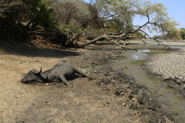 Seekor gajah tewas saat berjuang untuk mencapai genangan air di Taman Nasional Mana Pools Zimbabwe