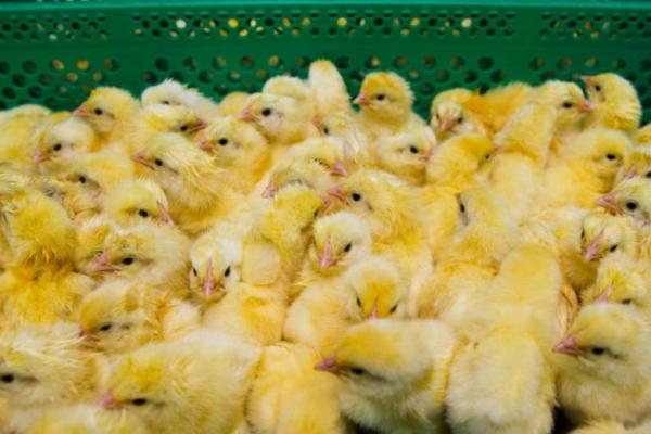Pemerintah kota Bandung memberikan bibit ayam kepada 2.000 siswa sekolah dasar, yang nantinya akan dipelihara siswa-siswi tersebut.