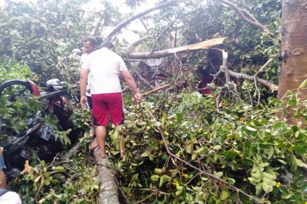 Hujan deras disertai angin kencang di wilayah Kelurahan Rejomulyo, Kota Kediri yang menyebabkan pohon tumbang di beberapa lokasi