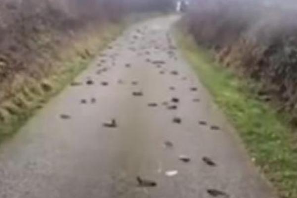 Burung mati ditemukan Rabu (11/12) di sepanjang jalan desa yang tenang di pulau Anglesey di Wales