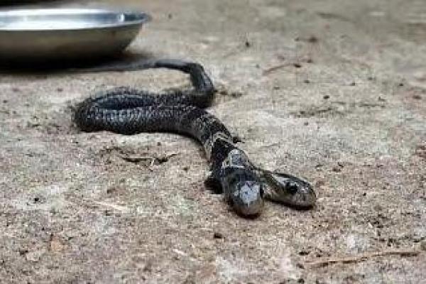Petugas margasatwa di India mengatakan ular berkepala dua ditemukan di sebuah desa