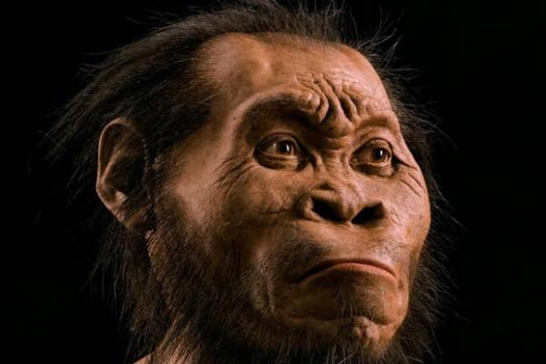 Homo erectus mungkin telah ditakdirkan di Jawa oleh perubahan iklim yang mengubah lingkungan hutan terbuka menjadi hutan hujan