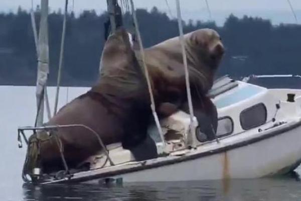 Seorang nelayan terkejut ketika dia melihat sepasang singa laut besar bersantai di atas kapal di negara bagian Washington.
