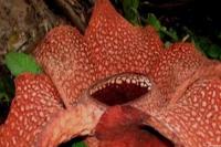 Bunga Rafflesia Terbesar di Dunia Bakal Mekar Pekan Depan