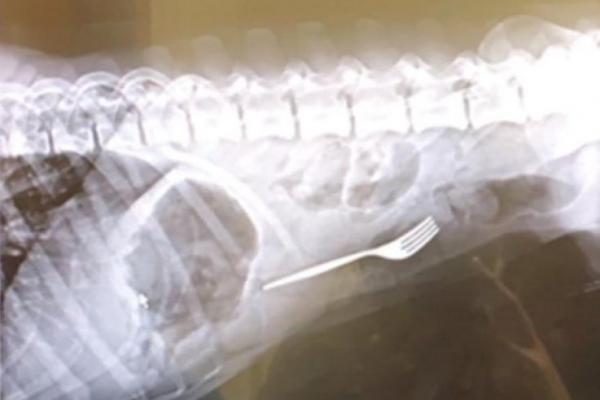 Seekor anjing asal Texas pulih dari operasi setelah tak sengaja menelan garpu logam saat sedang makan.