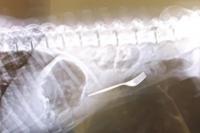 Nahas, Anjing Ini Terpaksa Operasi Usai Telan Garpu