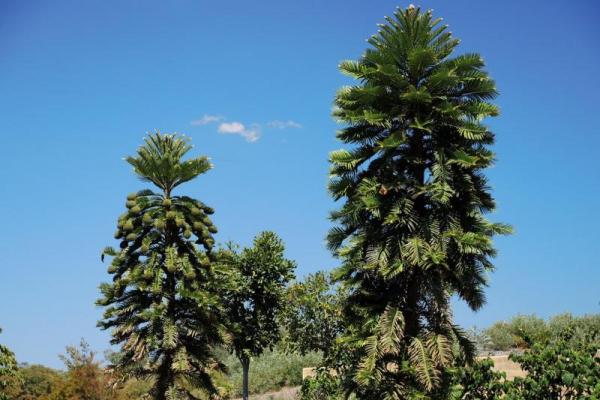 Operasi rahasia petugas pemadam kebakaran Australia, telah menyelamatkan Wollemi Pines, pohon prasejarah yang dikenal dengan nama `pohon dinosaurus` dari kebakaran hutan.