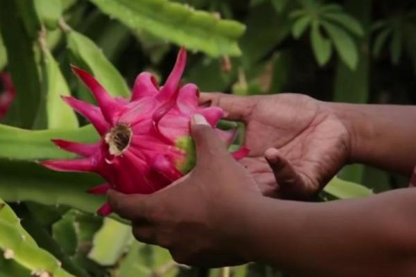 I Wayan Kantra, pionir buah naga organik di Bali mampu melihat peluang dan potensi besar pengembangan buah naga di Bali.