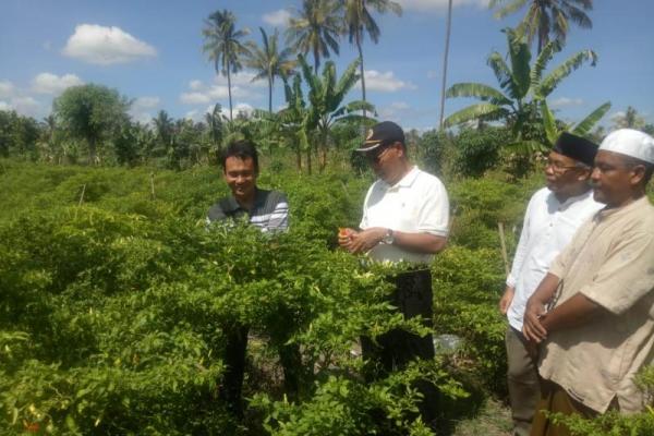 Produksi cabai rawit di Lombok Timur pada Januari diperkirakan berkisar 312 ton. 
