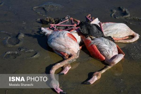 Sebanyak 6.000 burung yang mati selama beberapa pekan terakhir di Miankaleh, semenanjung di pantai Laut Kaspia, karena keracunan makanan.
