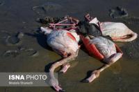 Ribuan Burung Mati Keracunan di Cagar Alam Iran