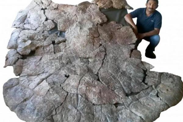 Fosil penyu raksasa ditemukan saat penggalian oleh para ilmuwan di Venezuela dan Kolombia