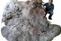 Fosil Penyu Raksasa Berusia Jutaan Tahun Ditemukan di Amerika Selatan