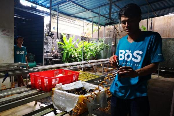 Melalui Bali Organik Subak (BOS), kata Agung, pihaknya sudah mengekspor manggis dari tahun 2018 dan menjadi yang terbesar di Bali untuk volume, bahkan nilai ekspornya hampir menyentuh angka 100 miliar.