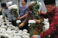 PDIP Kembangkan Budidaya Bunga Krisna di Takengon Aceh