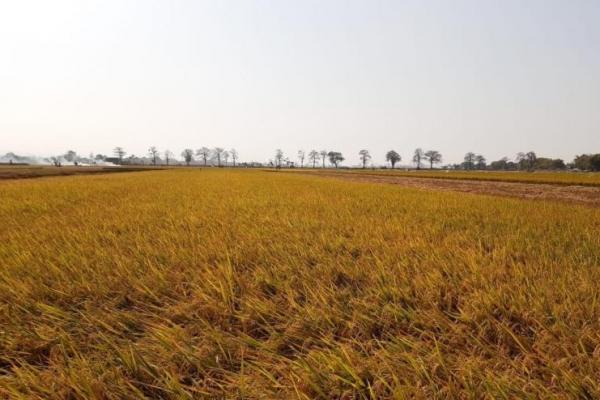 Salah satu wilayah yang saat ini siap memanen jagung yakni Desa Jati, Kecamatan Soko memiliki hamparan jagung yang siap dilanen seluas 1.454 hektar dan Desa Ngimbang Kecamatan Palang seluas 75 hektare.