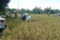 Petani Bali Panen Padi di Tengah Masa Penanganan Virus Corona