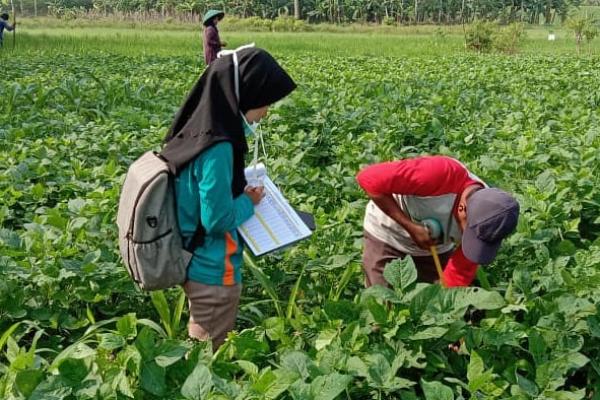 Kegiatan ini berlangsung pada lahan seluas empat hektare yang merupakan kerjasama antara petani dan BPP Cikoneng, Kabupaten Ciamis, Jawa Barat.