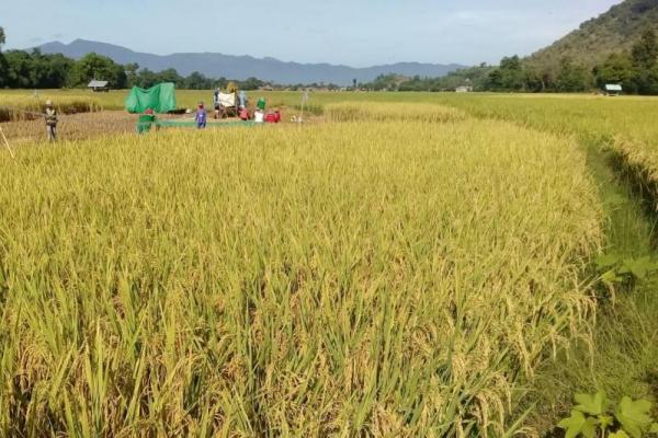 Kondisi pertanian di Indramayu dalam bidang produksi padi saat ini masih tertinggi di Jawa Barat.