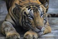 Populasi Harimau di India Meningkat Jadi 3.167 Tahun 2022