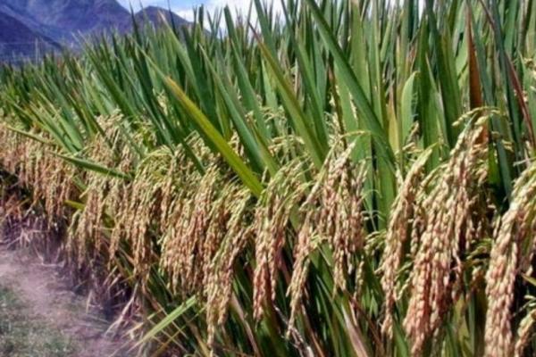 Salah satu varietas yang diloloskan adalah padi sawah protein tinggi yang tidak hanya berfungsi untuk memenuhi kebutuhan karbohidrat semata, tetapi juga fungsi kesehatan dengan kadar protein tinggi.