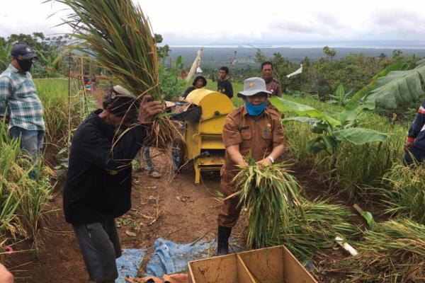 Kelompok Tani Haur Tutul yang berlokasi di Desa Sukasari, Kecamatan Pulosari, Kabupaten Pandeglang nyatanya mampu menghasilkan padi gogo dengan produktivitas mencapai 7.3 ton per hektare Gabah Kering Panen (GKP).