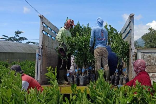 Kementerian Pertanian (Kementan) mencanangkan pengembangan kawasan lumbung pangan (Food Estate) berbasis komoditas hortikultura di Kabupaten Humbang Hasundutan (Humbahas).