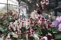 Anggrek Bertipe Novelty Ini Siap Ramaikan Pasar Bunga