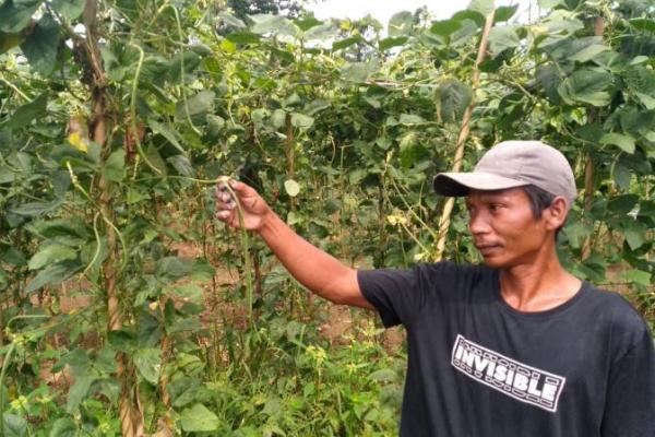 Dari pekarangan rumah yang ditanami dengan berbagai jenis sayuran itu, Suyono menceritakan mampu mengantongi gocek per hari minimal  Rp300.000.