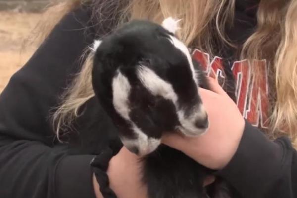 Sebuah peternakan Wisconsin sedang merayakan kelahiran hewan yang sangat tidak biasa yakni seekor kambing dengan dua wajah.
