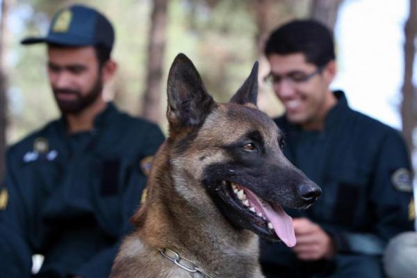 Iran mulai melatih anjing pelacak untuk mendeteksi COVID-19 dalam program pelatihan yang didukung oleh militer